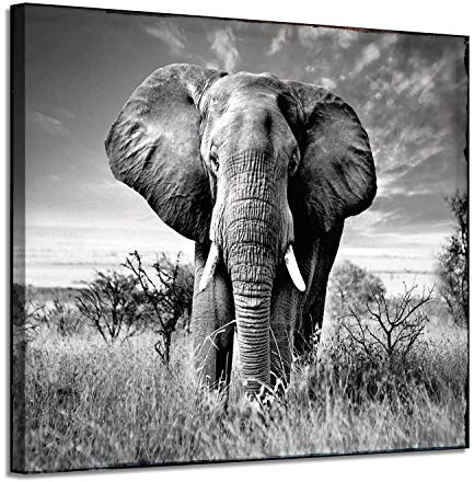 ARTISTIC PATH Canvas Wall Art Elephant Picture: African Animals Graphic Artwork Painting Print for Wall Decor (24 W x 18 H,Multi-Sized)