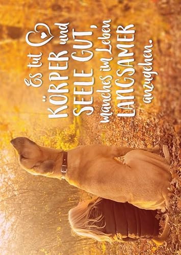 Tier-Postkarte Es tut Körper und Seele gut – Wunderschöne Herbstszene mit Hund und Mensch im Wald – Inspirierende Botschaft für Entspannung und Achtsamkeit – Perfekt zum Verschenken oder Sammeln