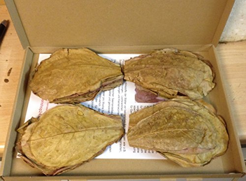 catappa-leaves Nano Seemandelbaumblätter (ca.10-12cm/ca.100Stück) Terminalia Catappa Leaves für Aquarium Fisch & Garnelen, BLITZVERSAND+++