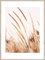 STYLER Wandbild Grasses 1 – Filigrane Gräser im Sonnenlicht – Digitaldruck auf MDF mit Holzrahmen – 50 x 70 cm