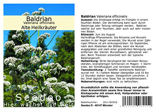 Seedeo Baldrian (Valeriana officinalis) 200 Samen