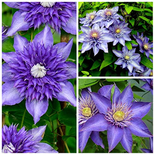 Clematis Multi Blue Climber - Large Flowering Clematis Climber - 25-40cm in Height (3 Plants)