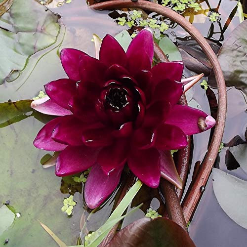 ANGEBOT : Teichpflanzen Seerosen/Teichrosen : vercheden Sorten winterhart Pflanztiefe 30 bis 150 cm (Almost Black)
