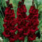 SVI Frische 50pcs Gladiolen Blumensamen zu pflanzen Rot 1