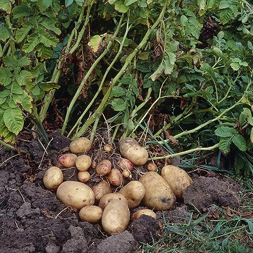 500 pcs Kartoffel Samen - Bio Samen, Balkon Pflanze saatkartoffeln pflanzkartoffeln,Solanum Tuberosum, Samen Zimmerpflanzen, Alte Sorten Saatgut Hochbeet Garten, Samen Geschenk Pflanzensamen