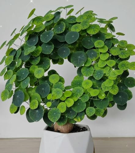 Gebirgsschildkrötenzwiebeln Winterhart Stephania-Pflanze Peperomioides Pflanzen