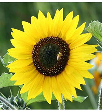 Genipap 100 Mini-Sonnenblumensamen