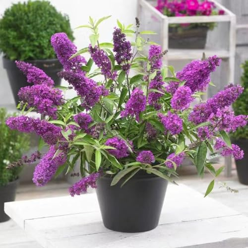 50 pcs schmetterlingsflieder baum samen - plants exotische samen gartensamen schmetterlingsbaum,Buddleja lindleyana,sommerflieder,Schmetterlingsstrauch balkonpflanzen winterhart blumen