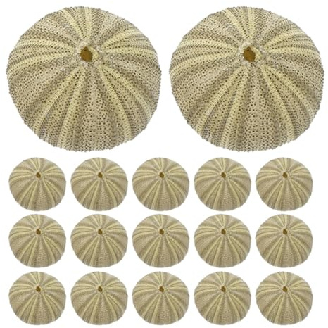 Toyvian 18 Pcs Coquilles D'oursins Naturelles Vertes Matériau Coquillage Remplissage de Vase en Coquilles pour Décoration D'aquarium pour Bricolage et Aménagement Paysager