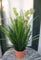 Licht & Grün exclusive Kunstpflanzen Künstliches Gras ca. 85cm in schönem Topf Spitzen-Qualität