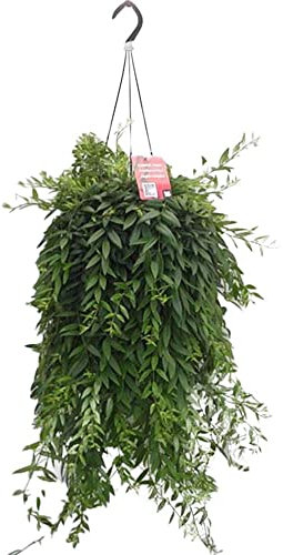 Aeschynanthus Japhrolepsis House Plant in a 15cm Hanging Pot Lipstick Plant