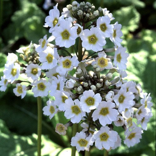 Plant World Seeds - Primula Japonica 'Postford White' Seeds (Perennial Flower Seeds)