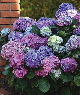 Seeds Double 11 Sale 50pcs Hydrangea semi Planter Bonsai Seed Flower Garden Plant in vase Ornamental Plants in The House Mixture Flores Pot