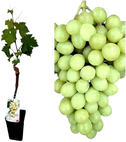 Planta Parra Injertadas de uva sin semilla. En maceta. Blanca Superior. Segura Garden. Frutos sabrosos sin molestias, ideal para disfrutar uvas sin semillas