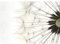 Runa Art Fototapete Pusteblumen Modern Vlies Wohnzimmer Schlafzimmer - Made in Germany - 308 x 220 cm Weiss 9002010c