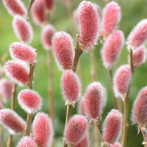 You Garden - Japanese Pink Pussy Willow, Salix gracilistyla 'Mount ASO' in a 3L Pot