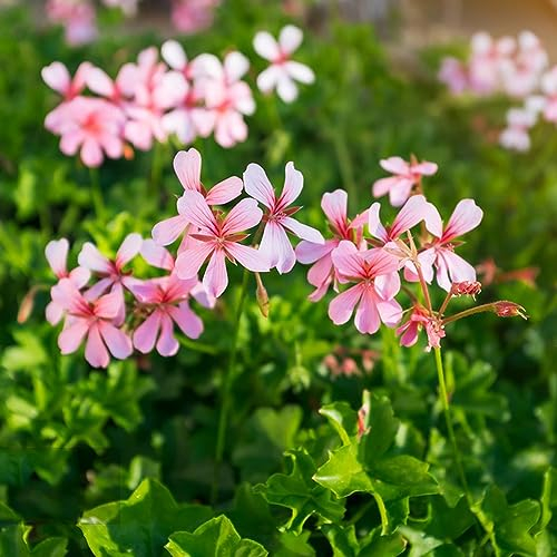 10 pcs geranien pflanzen samen - mehrjährige blumenwiese samen bienenweide geranie,Pelargonium hortorum, balkon pflanze plant blumen deko exotische zimmerpflanzen bienenfreundliche