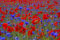 Wildflower Seed Cornfield Annual Red English Poppy Cornflowers Mix British Garden Native Mix (10, Grams)