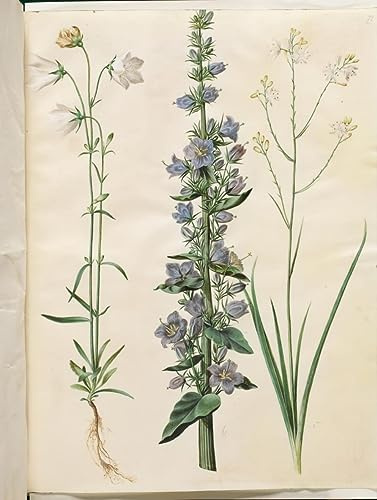 DLZJYIQV Famous Abstract Canvas Picture Mural Canvas Art Campanula Pyramidalis by Hans Simon Holtzbecker Canvas Wall Art for Home Decor 60x90cm