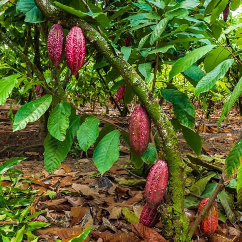 Kakaobaum Samen, samen baum, pflanzen samen Theobroma cacao Pflanze Samen, bonsaibaum, gartenpflanzen bonzai baum samen baumsamen kaufen winterharte pflanzen alte sorten, bonsai baum 50pcs
