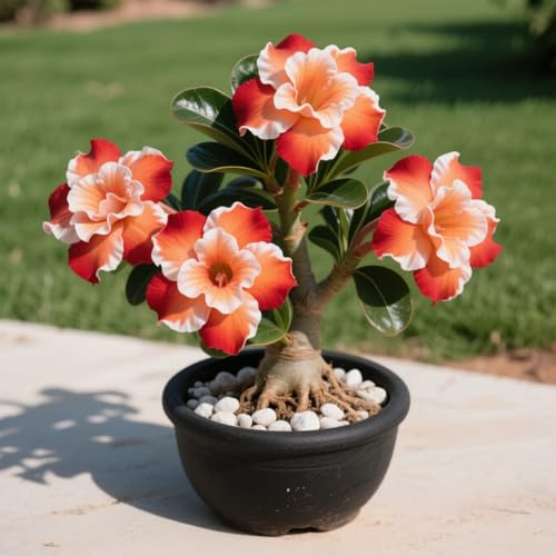 Wüstenrose/Adenium obesum-Mehrjährig winterhart,Herbstpflanzung für Frühlingsschönheit-1 Rhizome-C