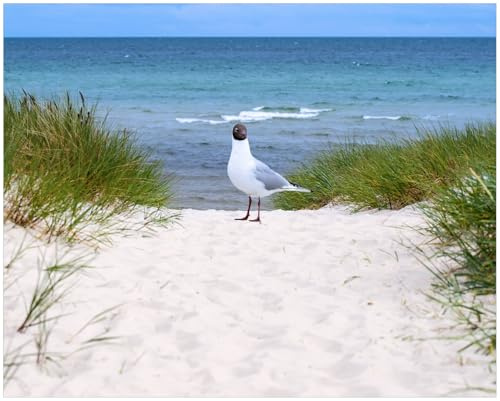 Wallario Poster - Möwe auf der Düne in Premiumqualität, Größe: 40 x 50 cm