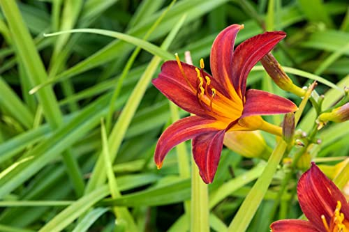 Hemerocallis x cult. 'Crimson Pirate' ca. 11x11 cm Topf - Taglilie, leuchtend rote Blüten, Blütezeit Juni-August, ideal für Rabatten, pflegeleicht und winterhart