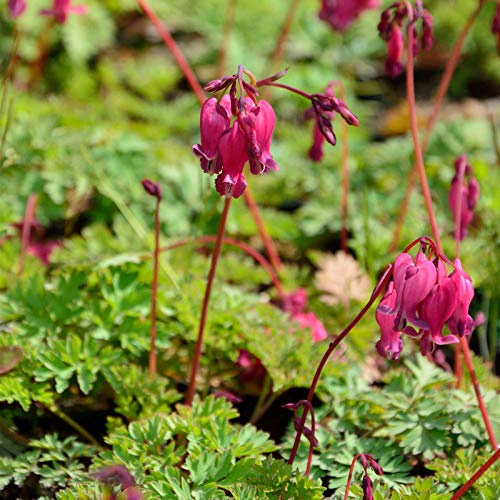 Tränendes Herz Valentine - Dicentra spectabilis - lebende Gartenpflanze aus den Baumschulen