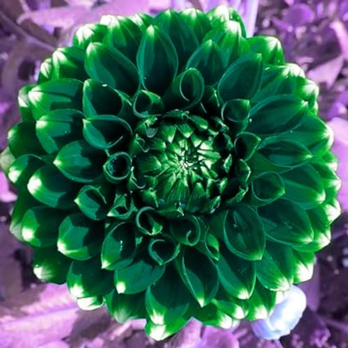 Dahlien zwiebeln,winterharte,dalienknollen winterfest bienenfreunlich,dahlien knollen,dahlien knollen winterhart MehrjäHrig,dahlien knollen großblumig,dahlienknollen kaufen.-2 zwiebeln-C