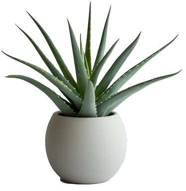 Myoshome - Aloe Vera 30cm Maceta Plástico, Plantas Naturales Exterior e Interior para Decoración, Ideal para Hogar, Plantas Naturales. Aloe Vera