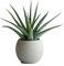 Myoshome - Aloe Vera 30cm Maceta Plástico, Plantas Naturales Exterior e Interior para Decoración, Ideal para Hogar, Plantas Naturales. Aloe Vera