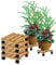 BigDean 4x Pflanzenroller eckig Buchenholz massives Holz 30 x 30 cm bis 120 Kg Rolluntersetzer