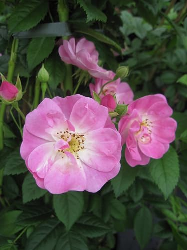 Rosa Appleblossom - Ramblerrose Appleblossom - Burbank Rose