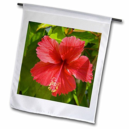 3dRose FL 72200 1 Hibiscus Flower CA14 Dominikanischen Republik Dominikanische Republik len0165 Lisa S Engelbrecht Garten Flagge, 12 von 18