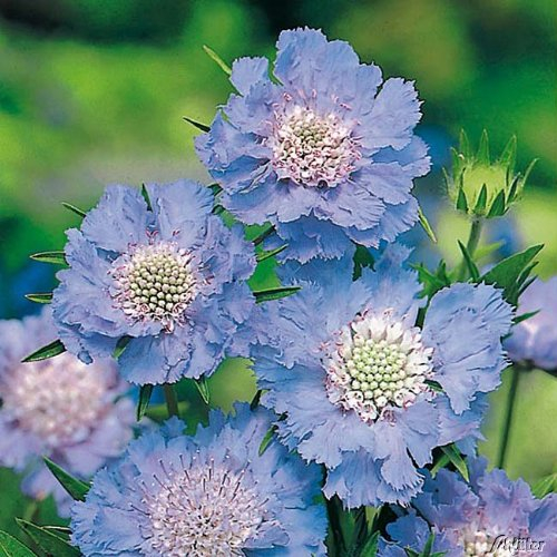 Taubenskabiose (Scabiosa caucasica) - 1 Pflanze