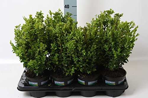 1 Pflanze Buchsbaum ca. 40 cm Strauch Buxus sempervirens