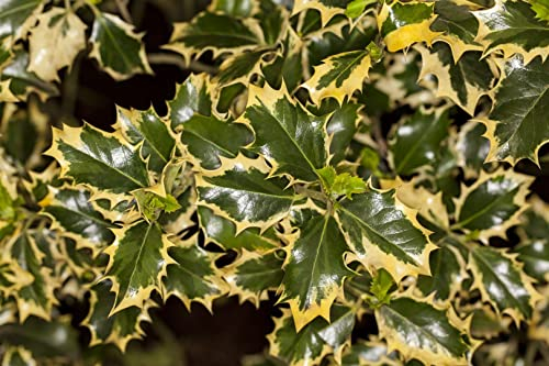Ilex aquifolium 'Rubricaulis Aurea' 30-40 cm - Stechpalme, gelb-grüne Blätter, immergrün, ideal für Hecken, winterhart und pflegeleicht