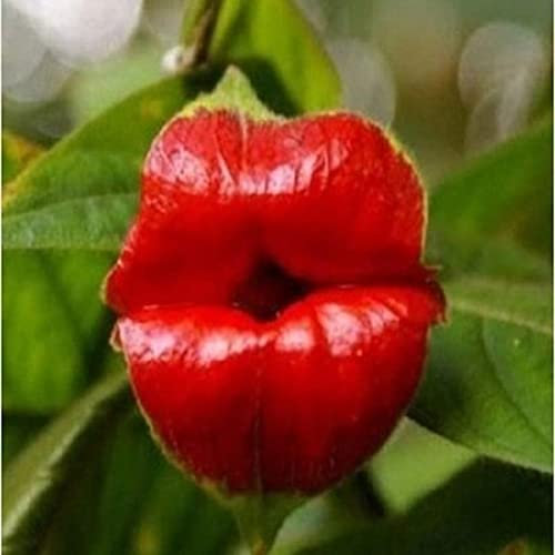 Haloppe 50 Unids Labio Rojo Flores Raras Semillas de Plantas para la Plantación de Jardín en Casa, Labio Rojo Flor Rara Bonsai Plant Garden Park Psychotria Elata Semillas de Flores