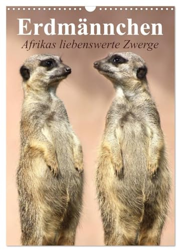 Erdmännchen - Afrikas liebenswerte Zwerge (Wandkalender 2026 DIN A3 hoch), CALVENDO Monatskalender: Die talentierten Bluffer und Buddler aus Südafrika (CALVENDO Tiere)
