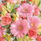 Servietten Napkins 33x33cm Serviettentechnik Gerberas and Pink Roses