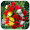 Begonia Pendula Mix of 10 (Guaranteed 2 of Each Colour Labelled) Tubers/Corms/Bulbs - Hanging Basket Mix by Growtanical®