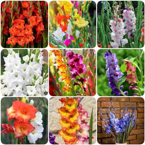 8 piezas bulbos de flores de gladiolo perenne resistente - plantas de jardín maceta de bonsái resistente, gladiolo, decoración de plantas, decoración de pared, plantas extremadamente