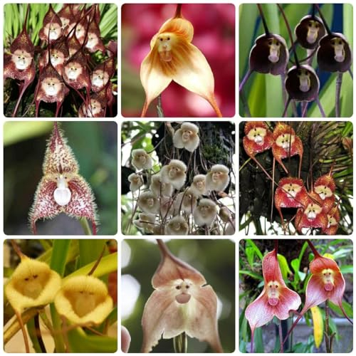 100 Pcs Affen Orchidee Samen, Seltene Pflanzen, Wohnzimmer Deko, Blumensamen Mischung Affengesicht Orchidee Pflanze Samen - Dracula Simia - Orchideen Samen, Topfpflanzen Draußen Winterhart
