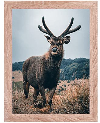 Rahmendesign24 Posterrahmen Milano 60x80 Sonoma Eiche Fotorahmen, Wechselrahmen, Bilderrahmen, Puzzlerahmen