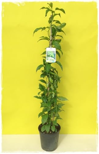 Plante KIWI ARGUTA 'ISSAI' Plante autofertile - en pot Ø 19 cm - H. 80/100 cm