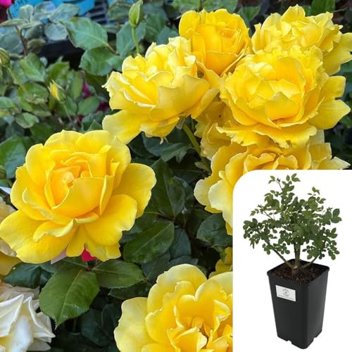Yellow Freedom Hybrid Tea Rose – Fragrant, All-Year-Round Blooming Potted Rose – RHS Award-Winning, Disease-Resistant – Perfect for Garden and Patio, 3L Pot