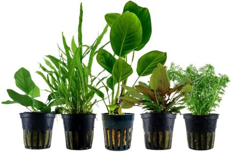 AquaOne Aquarium Pflanzen I 5x pflegeleichte Wasserpflanzen ohne CO Düngung I Aquarienpflanzen Anubias Microsorum Cryptocoryne Limnophila I Algenkiller Set
