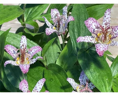 Japanische Krötenlilie - Tricyrtis hirta, weiß - lila getigert, im Topf 12 cm, im Gärtnerqualität von Blumen Eber - 12 cm
