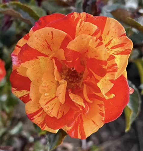 'Oranges & Lemons' - Stunning Yellow & Orange Blooms - Floribunda - 4L Potted Rose
