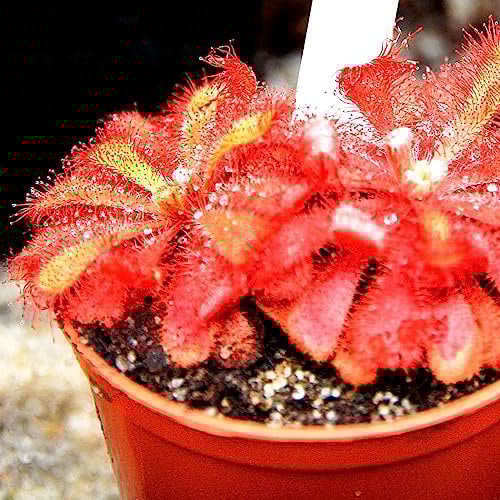 Alice Sundew 'Drosera Aliciae' Rare Carnivorous Plant Houseplant Seeds - 5 Seeds